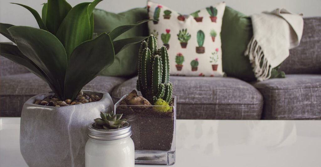 Modern living room featuring potted plants, cactus decor, and a cozy sofa.